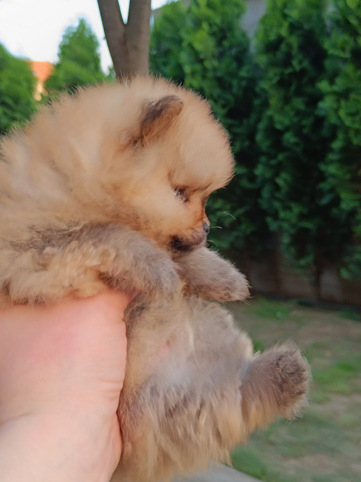 Pomeranac Top zenka